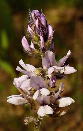 {Orbexilum pedunculatum}